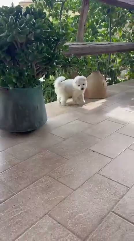 Volpino Pomerania cani in vendita: Volpino pomeriana - Video 1