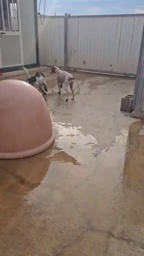 Meticcio cani in regalo: Beatrice: cucciolotta taglia contenuta socievole  a Città Metropolitana di Genova - Video 5