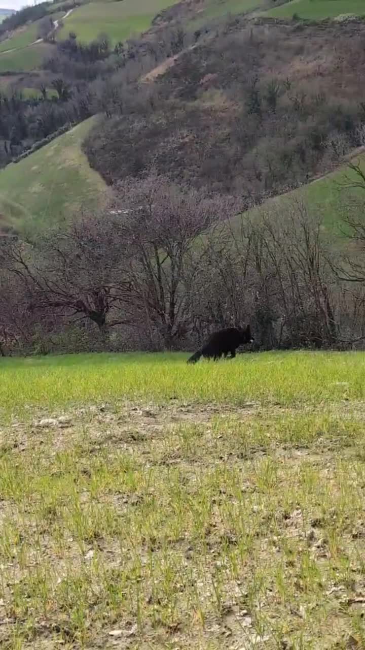 Pastore Tedesco cani in regalo: Pastore tedesco femmina con pedegree - Video 1
