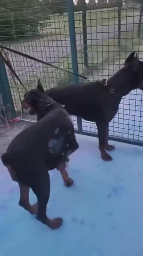 Dobermann cani in vendita: Killa di Altobello  - Video 3