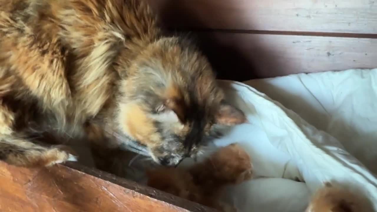 Maine Coon gatti in vendita: Maine coon cuccioli (Austin X Bastet) - Video 2