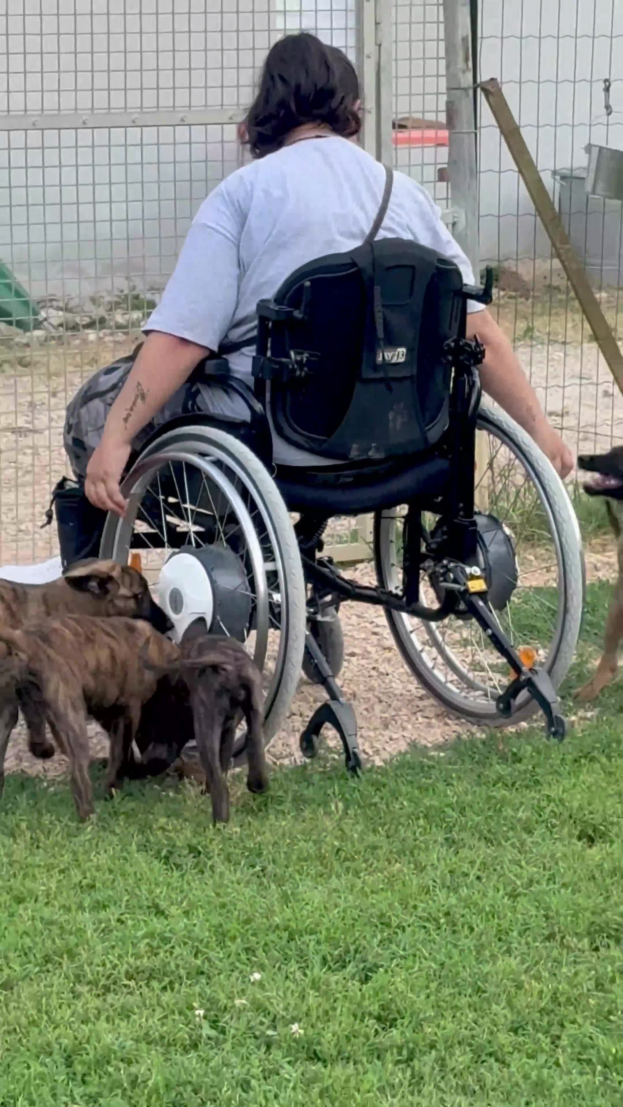 Pastore Olandese cani in vendita: Cuccioli di pastore olandese con pedigree - Video 3