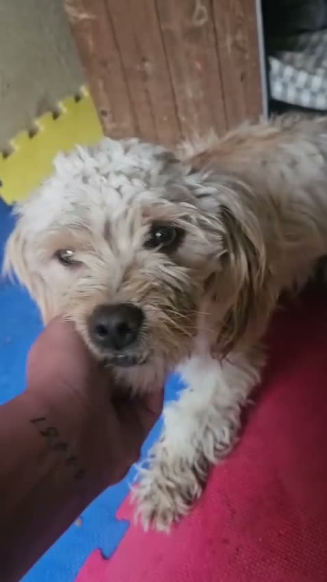 Meticcio cani in regalo: Romina: cucciolotta taglia piccola socievole  - Video 1