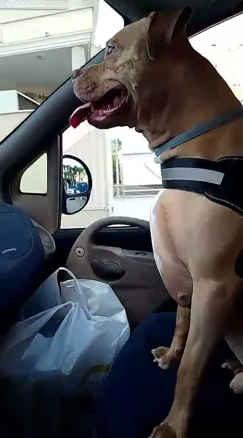 Pitbull cani in regalo: Yoseph a Provincia di Caserta - Video 1