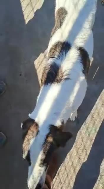 Meticcio cani in regalo: Nino in canile - Video 1