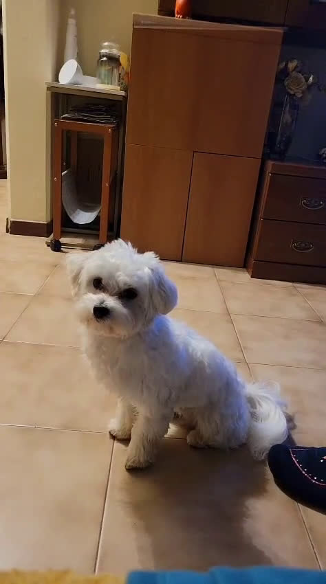 Maltese cani in vendita: Vendo cucciolo 10 mesi causa mia grave malattia  - Video 1