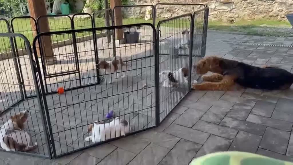 Jack Russell cani in vendita: Jack Russell cercano casa - Video 2