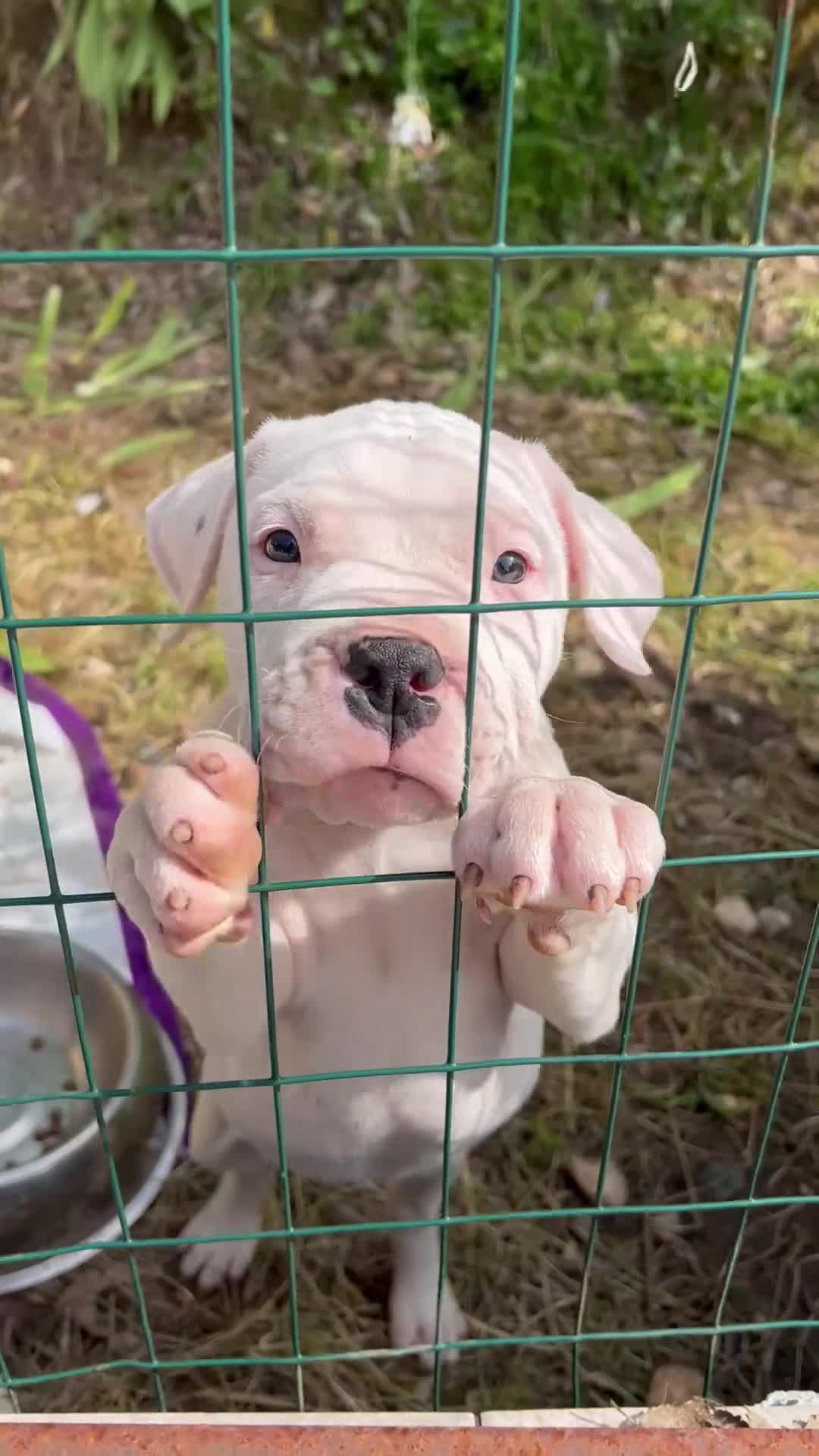 Dogo Argentino cani in vendita: Meravigliosa cucciola femmina  - Video 1