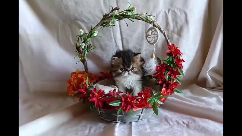Persiano gatti in vendita: Splendido maschietto persiano a Provincia di Pisa - Video 2