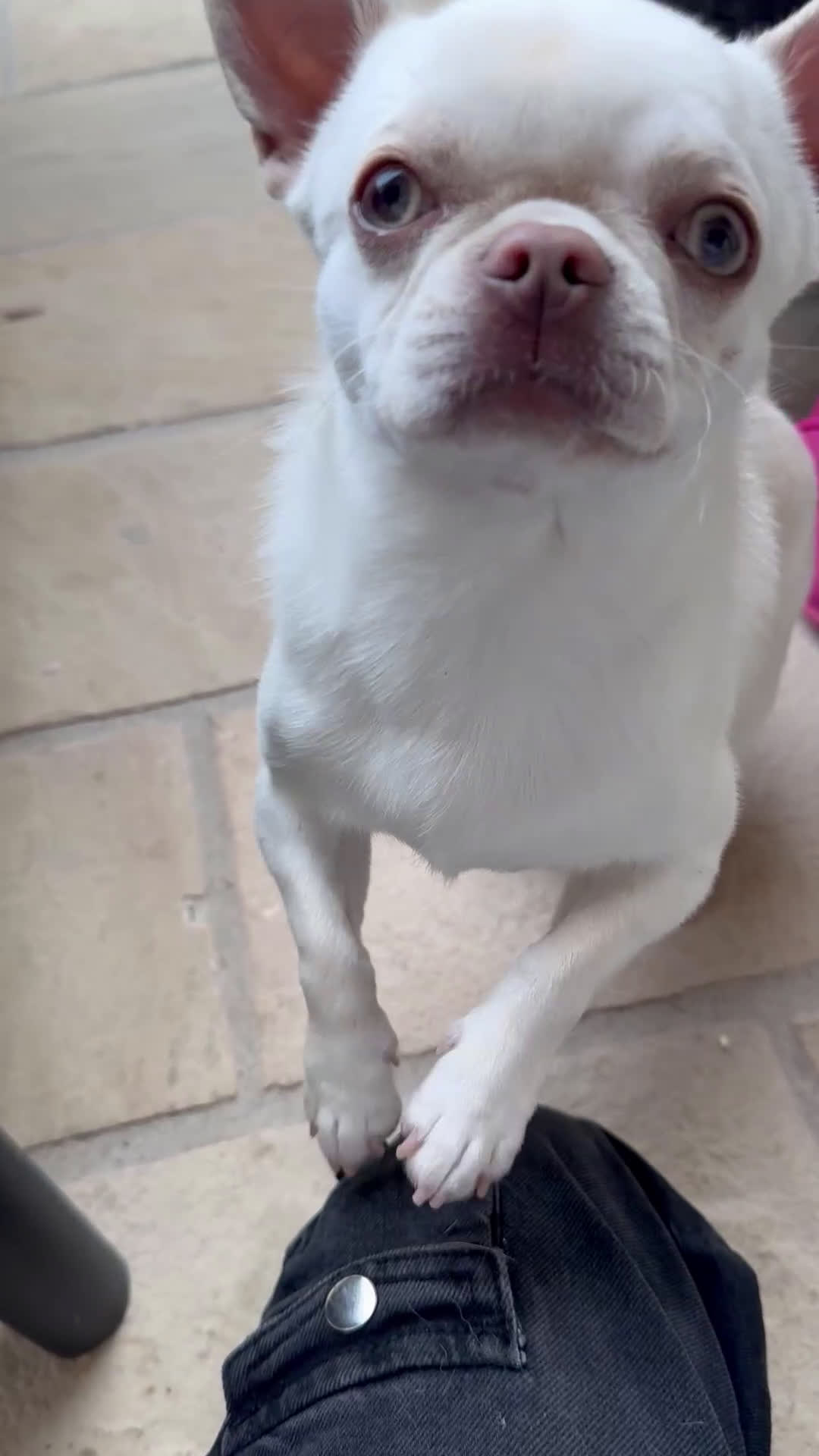 Chihuahua cani per accoppiamento: Chihuahua maschio per monta - Video 2