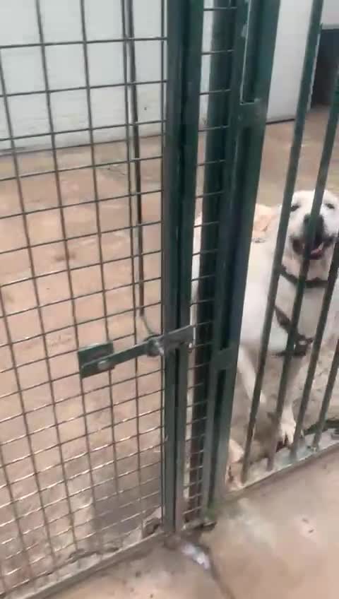 Labrador cani in regalo: Easy, la dolcezza di un labrador color miele - Video 2