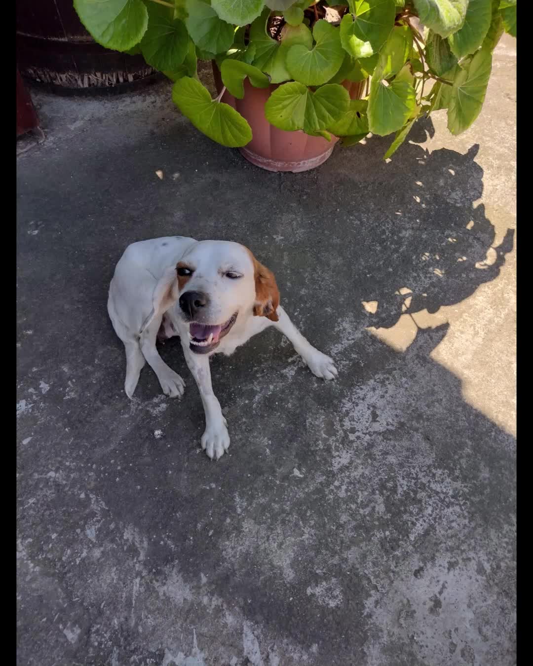 Setter Inglese cani in regalo: Splendido Setter inglese di 4 anni (Catania) - Video 1