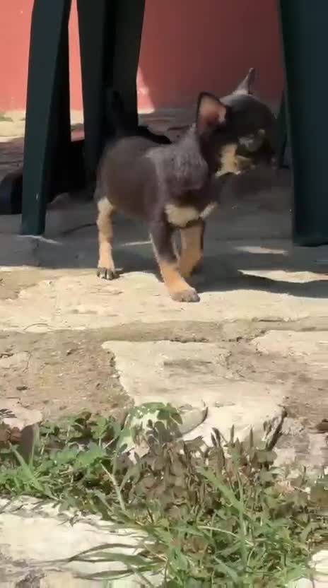 Chihuahua cani in vendita: Cucciolo di Chihuahua maschio - Video 1
