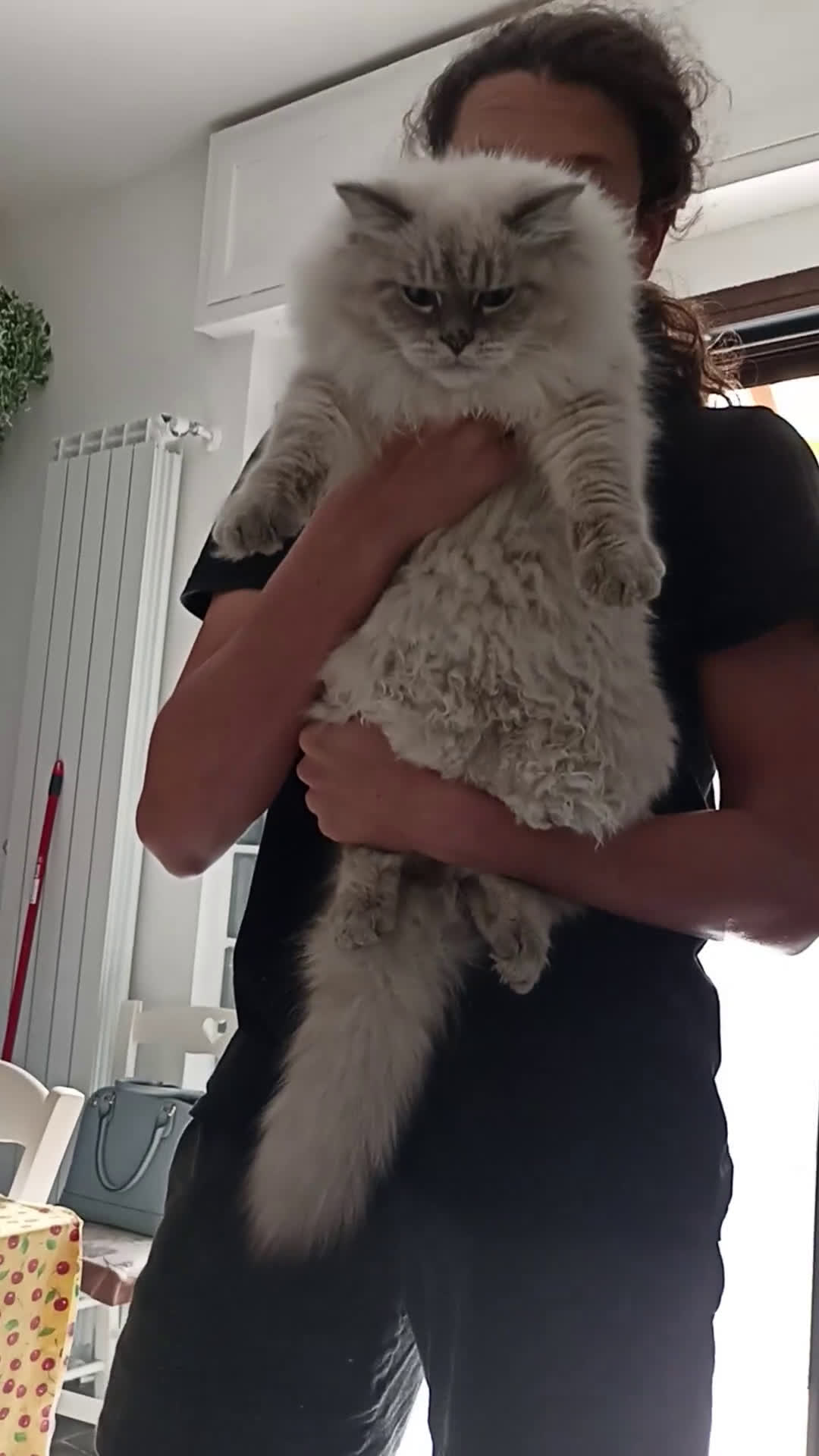 Siberiano gatti in vendita: Gatti siberiani  - Video 1