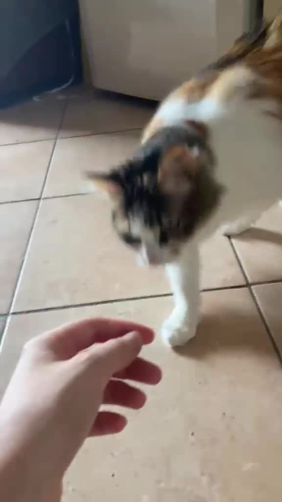 Altre razze gatti in regalo: SISSY E SOFIA APPELLO URGENTE a Città metropolitana di Roma Capitale - Video 1