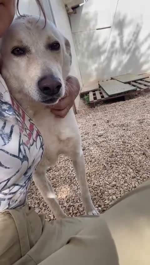 Meticcio cani in regalo: TUTTA LA DOLCEZZA DI SUSY - Video 1