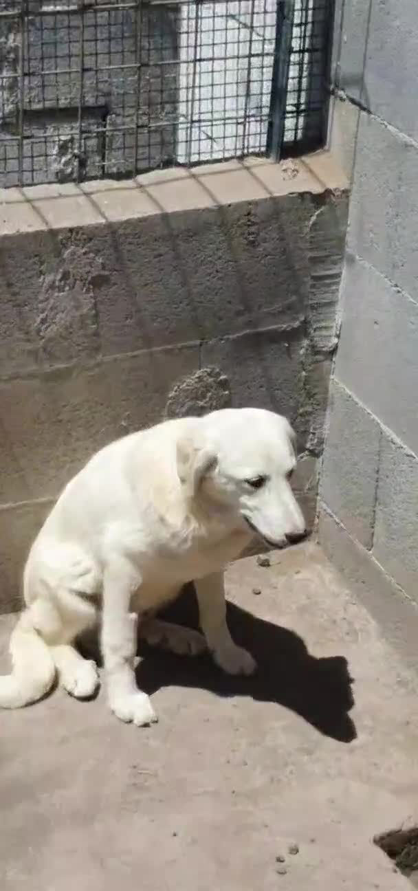 Pastore Abbruzzese Maremmano cani in regalo: Maremmano cuccioli e Mamma Perla - Video 2