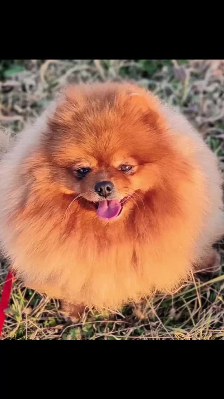Spitz cani in vendita: Spitz di Pomerania nano - Video 1