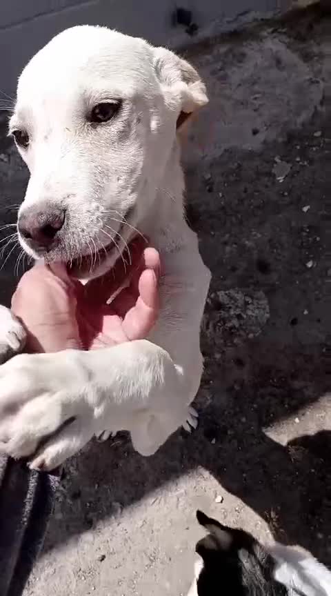 Meticcio cani in regalo: Harlock 4 mesi rimasto da solo cerca casa  - Video 1