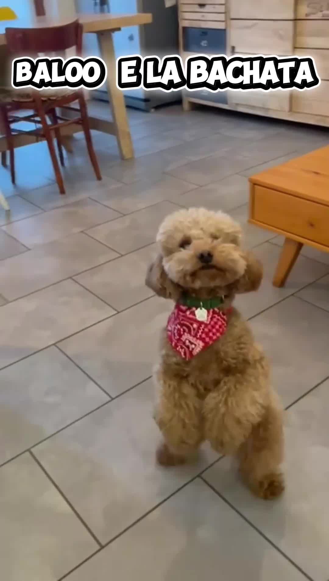 Barboncino Toy cani per accoppiamento: Cerco barboncina per accoppiamento  a Città Metropolitana di Torino - Video 1