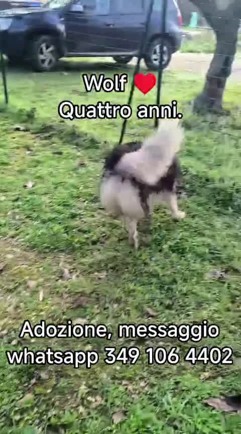 Husky cani in regalo: Una nuova vita per Wolf, husky bellissimo - Video 2