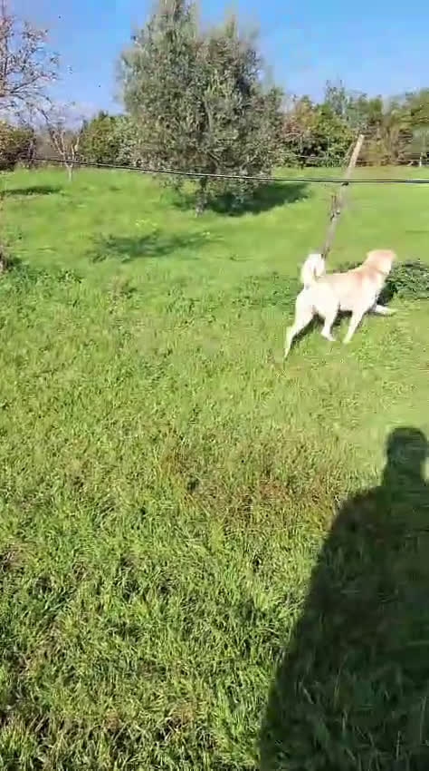 Meticcio cani in regalo: SHERLOCK 💙 - una nuvola bianca di dolcezza   - Video 2