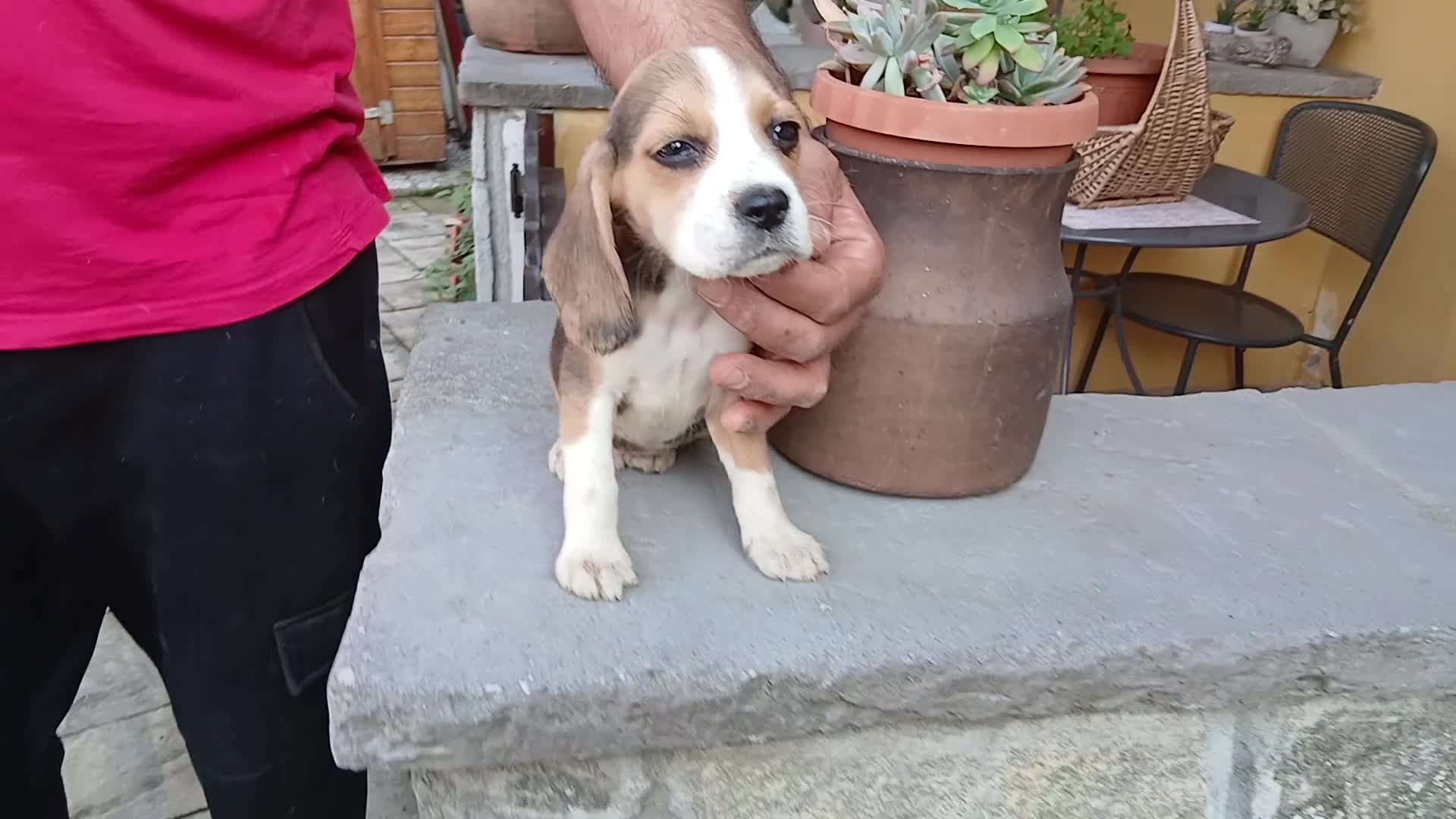 Beagle cani in vendita: BEAGLE CUCCIOLI a Città Metropolitana di Torino - Video 1