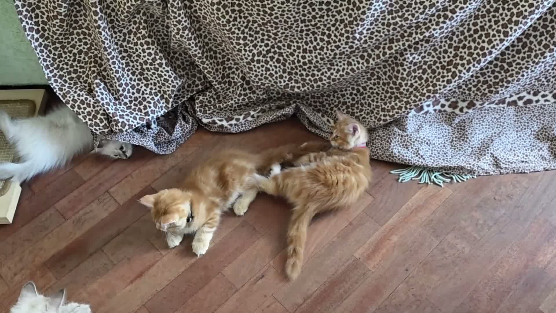 Siberiano gatti in vendita: Cucciola siberiana - Video 5