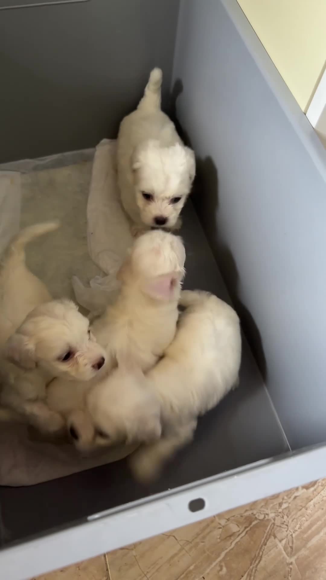 Maltese cani in vendita: Maltese Puro - Video 1
