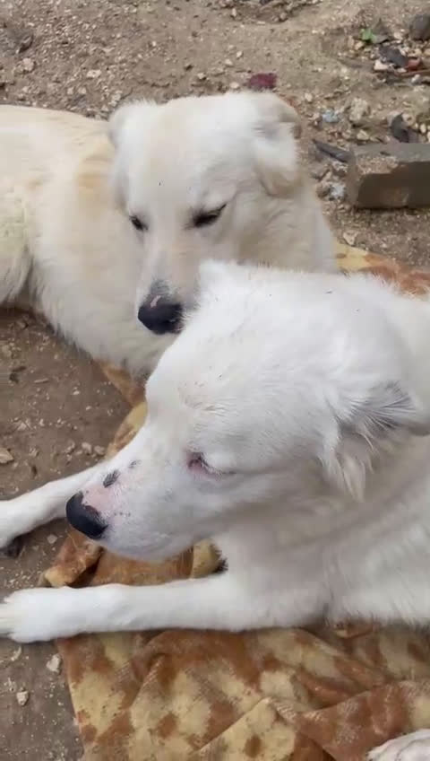 Meticcio cani in regalo: IL TENERO AIKO - Video 2
