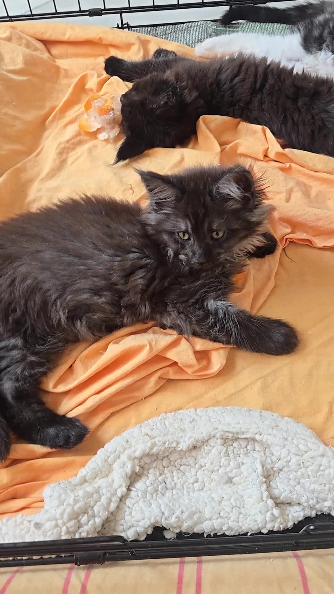 Maine Coon gatti in vendita: Maine coon black  maschio xl - Video 1