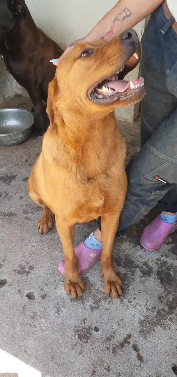Labrador cani in regalo: Ettore Labrador mix in Canile - Video 1