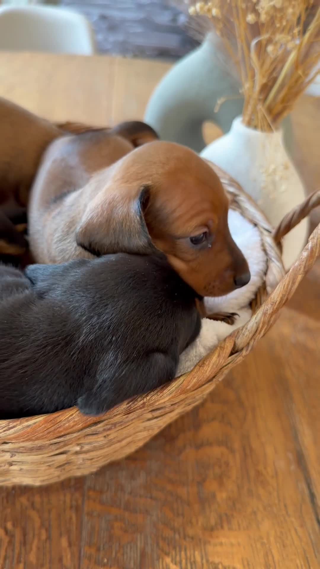 Bassotto cani in vendita: Cuccioli Bassotto Tedesco Standard Disponibili - Video 1