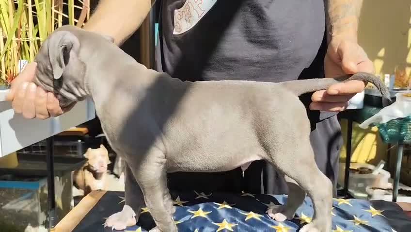 Pitbull cani in vendita: American Pitbull Terrier con pedigree - Video 1