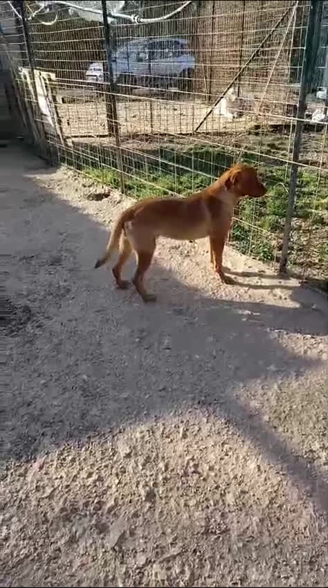 Meticcio cani in regalo: TENERISSIMO CORFU' a Città metropolitana di Roma Capitale - Video 1