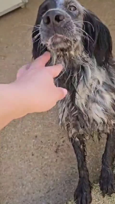 Setter Inglese cani in regalo: Raya: giovane setterina socievole affettuosa  - Video 1