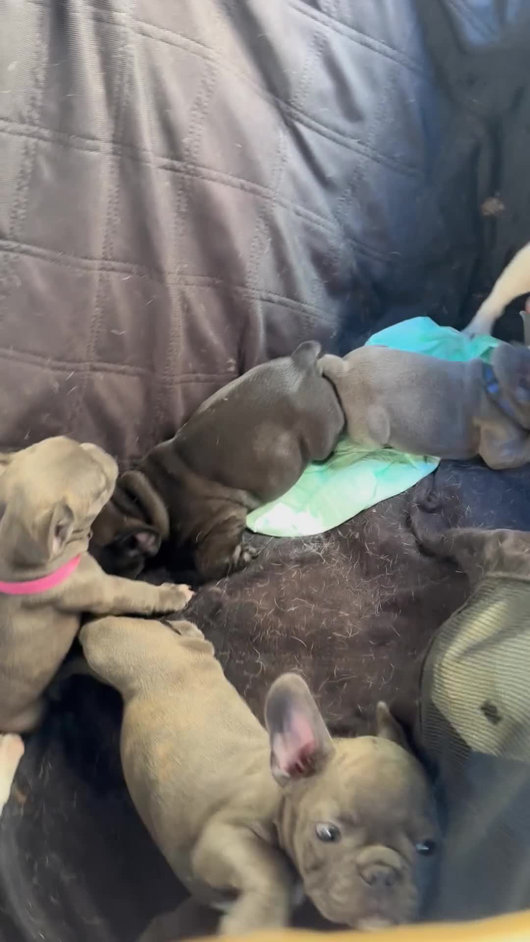 Bulldog Francese cani in vendita: Bulldog francese  - Video 1