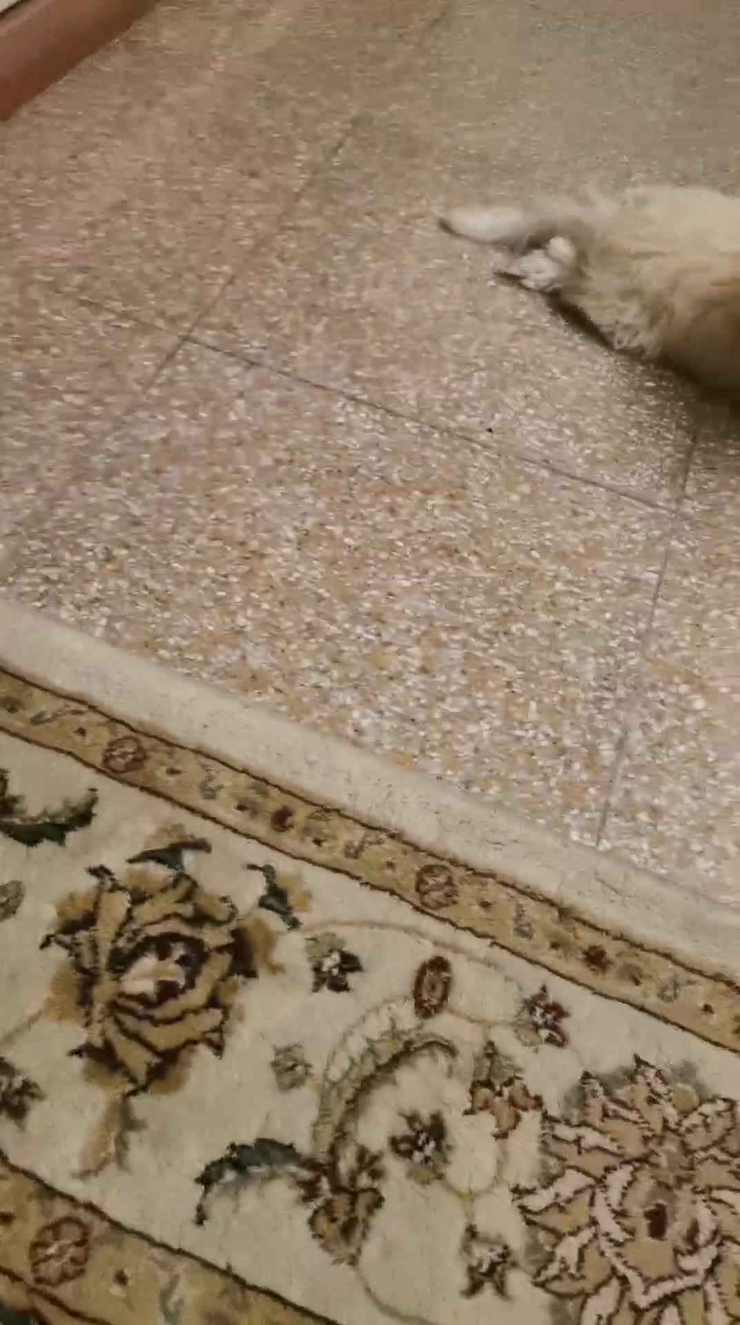 Maltipoo cani in vendita: Cucciola maltipoo a Provincia di Verona - Video 1
