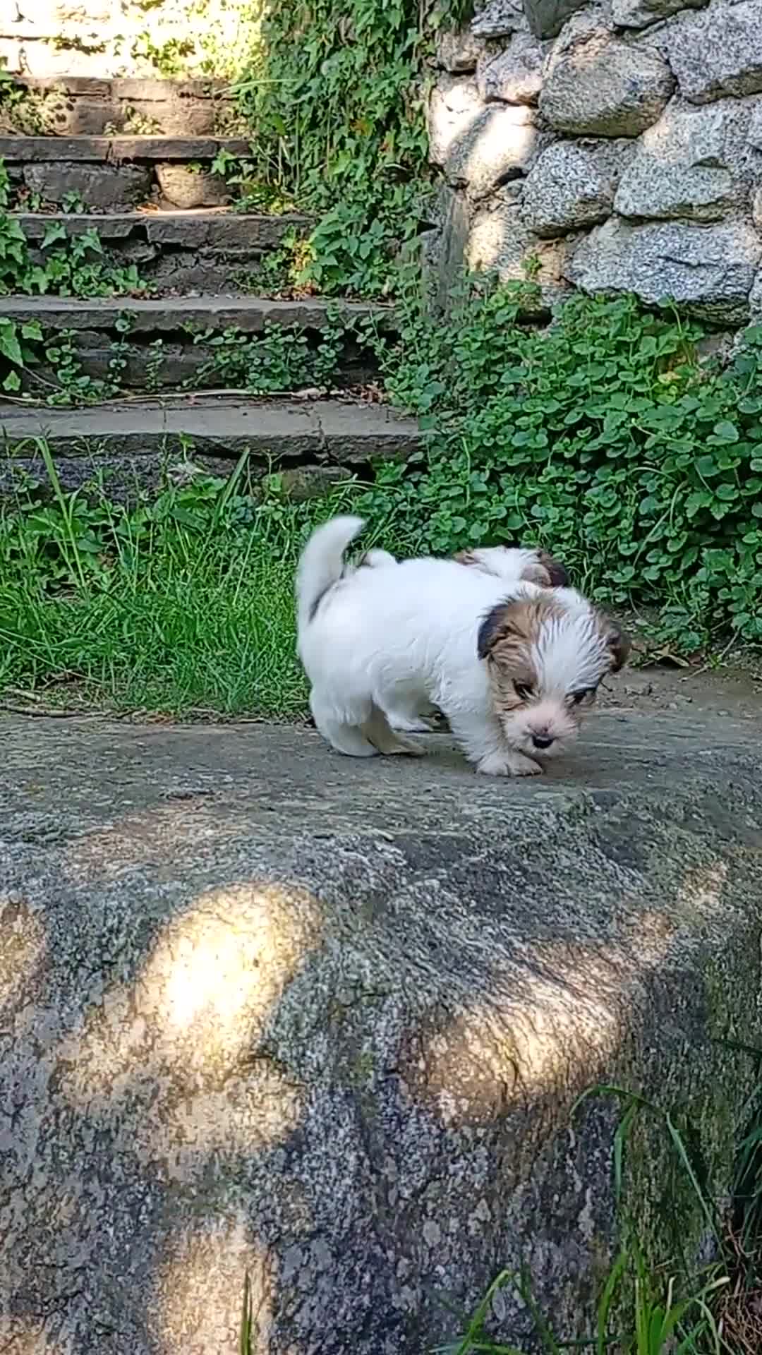 Jack Russell cani in vendita: Jack Russell a pelo ruvido - Video 2