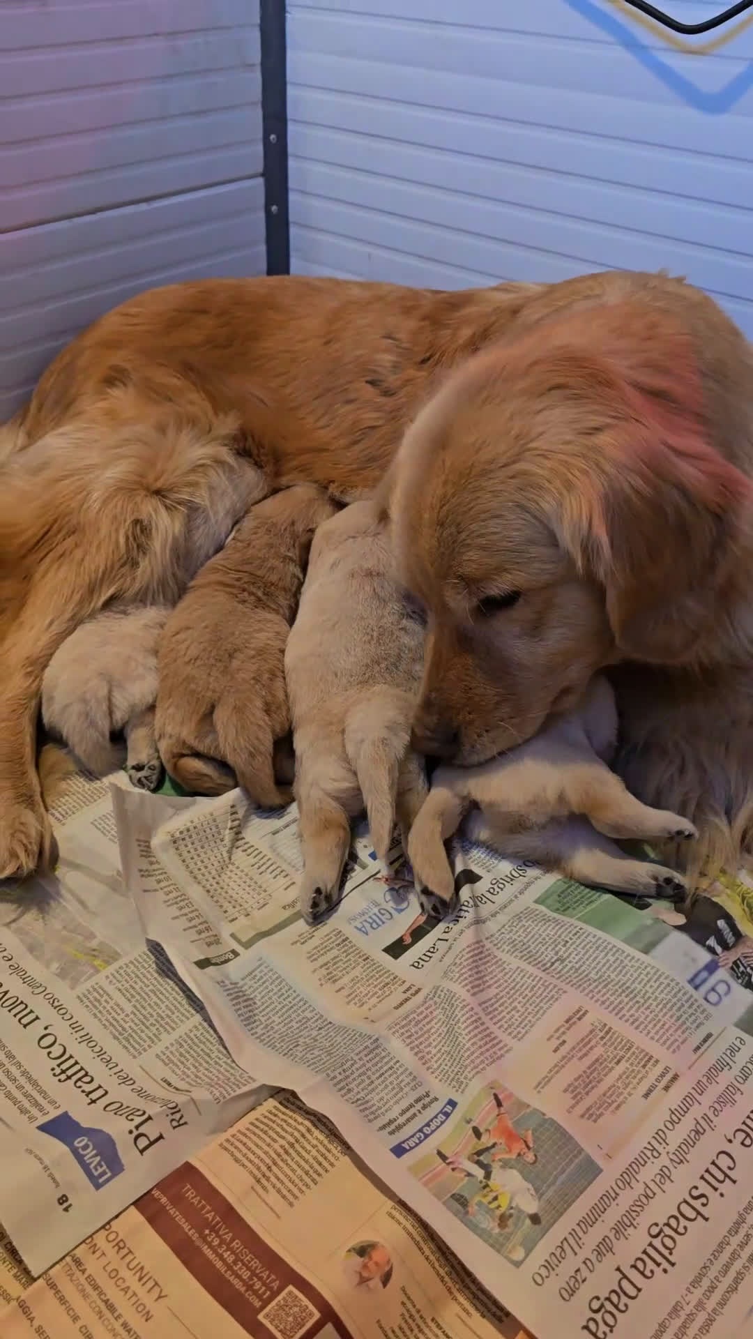 Golden Retriever cani in vendita: Cuccioli Golden retriever americano 100% - Video 2