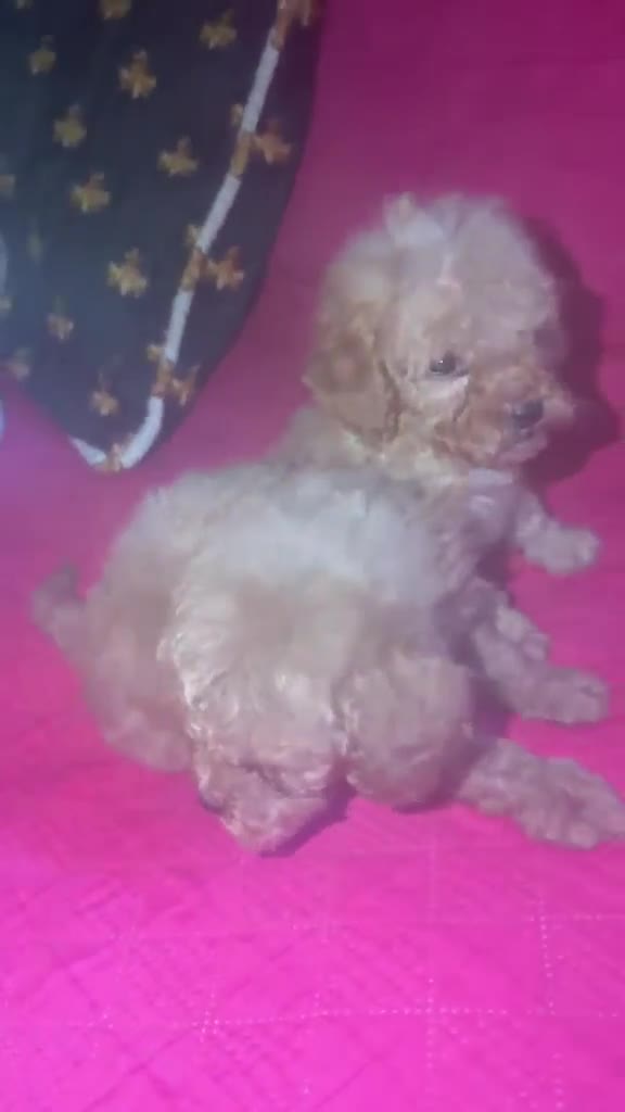 Barboncino Toy cani in vendita: Si cedono 2 barboncino Red toy  - Video 1