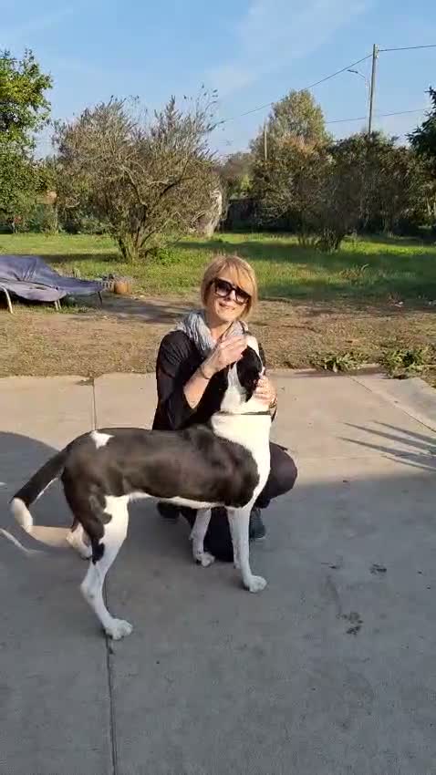 Meticcio cani in regalo: Tequila: taglia grande, cerca adozione o stallo  - Video 1