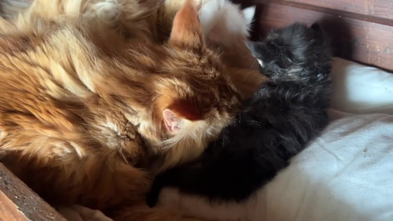 Maine Coon gatti in vendita: Cuccioli maine coon (Lestat X Hvitt Lys) - Video 2
