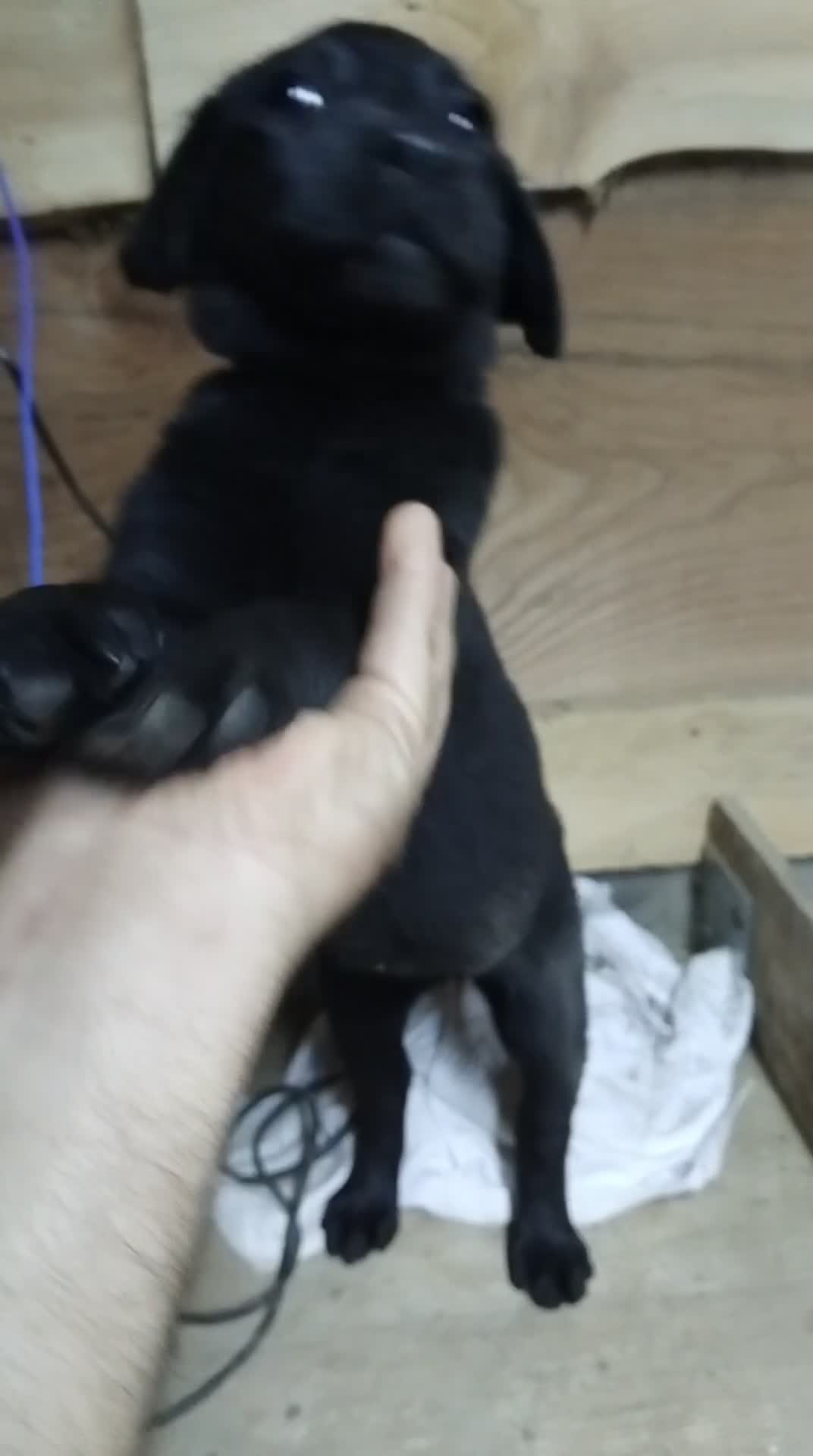 Labrador cani in vendita: Cuccioli di Labrador Retriever  - Video 1