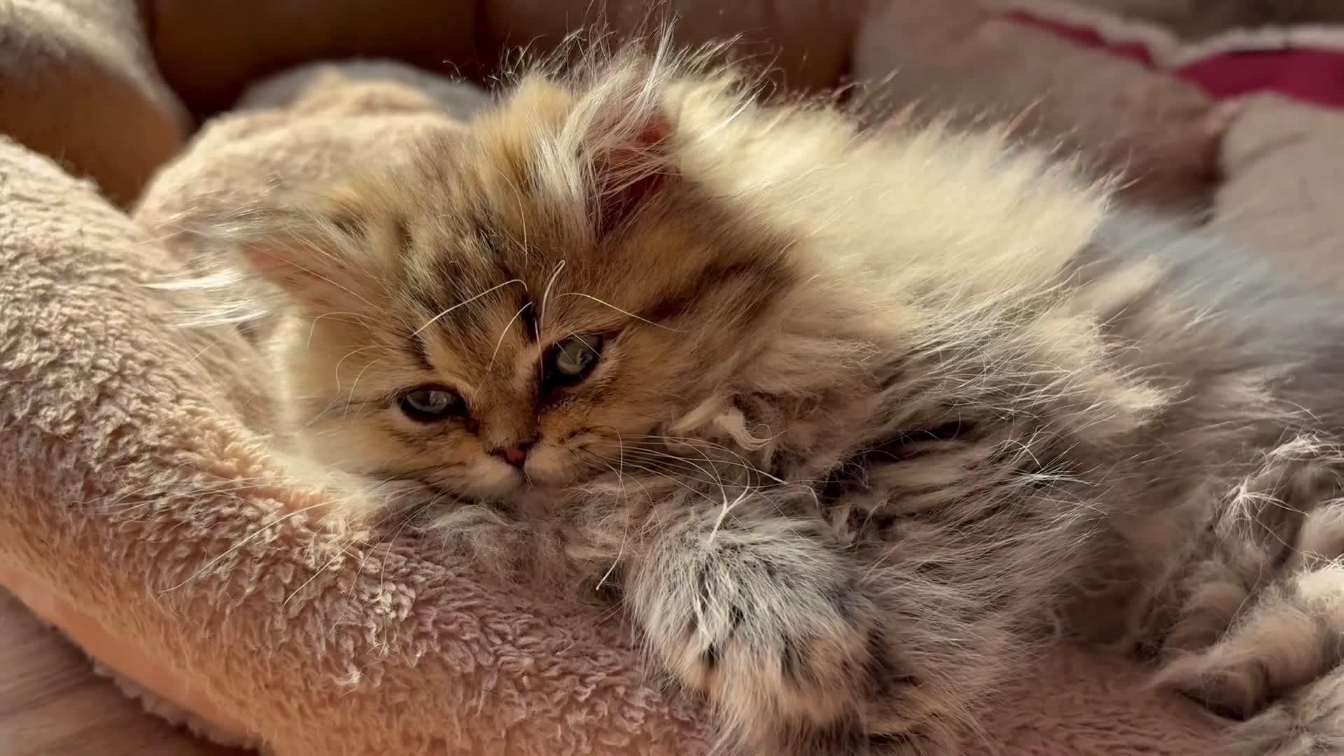 Persiano gatti in vendita: Dolcissima femmina di persiano - Video 1