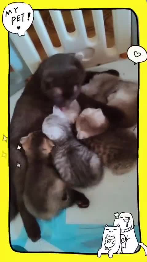 Scottish gatti in vendita: Gattini scottish fold, scottish straight - Video 3