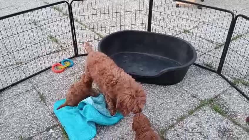 Barboncino cani in vendita: Barboncini nani con pedigree ENCI - Video 4