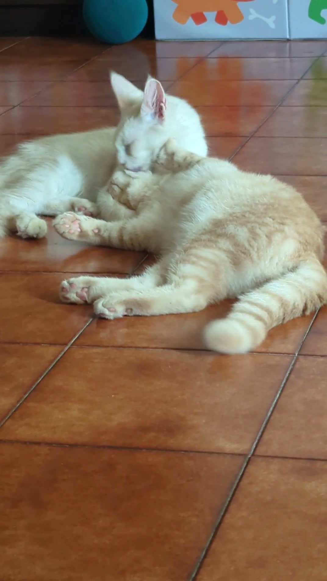 Scottish gatti in vendita: Schottish Paul  - Video 1