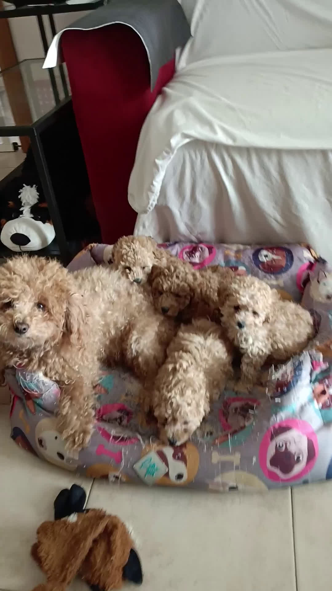 Barboncino Toy cani in vendita: BARBONCINO TOY - Video 2