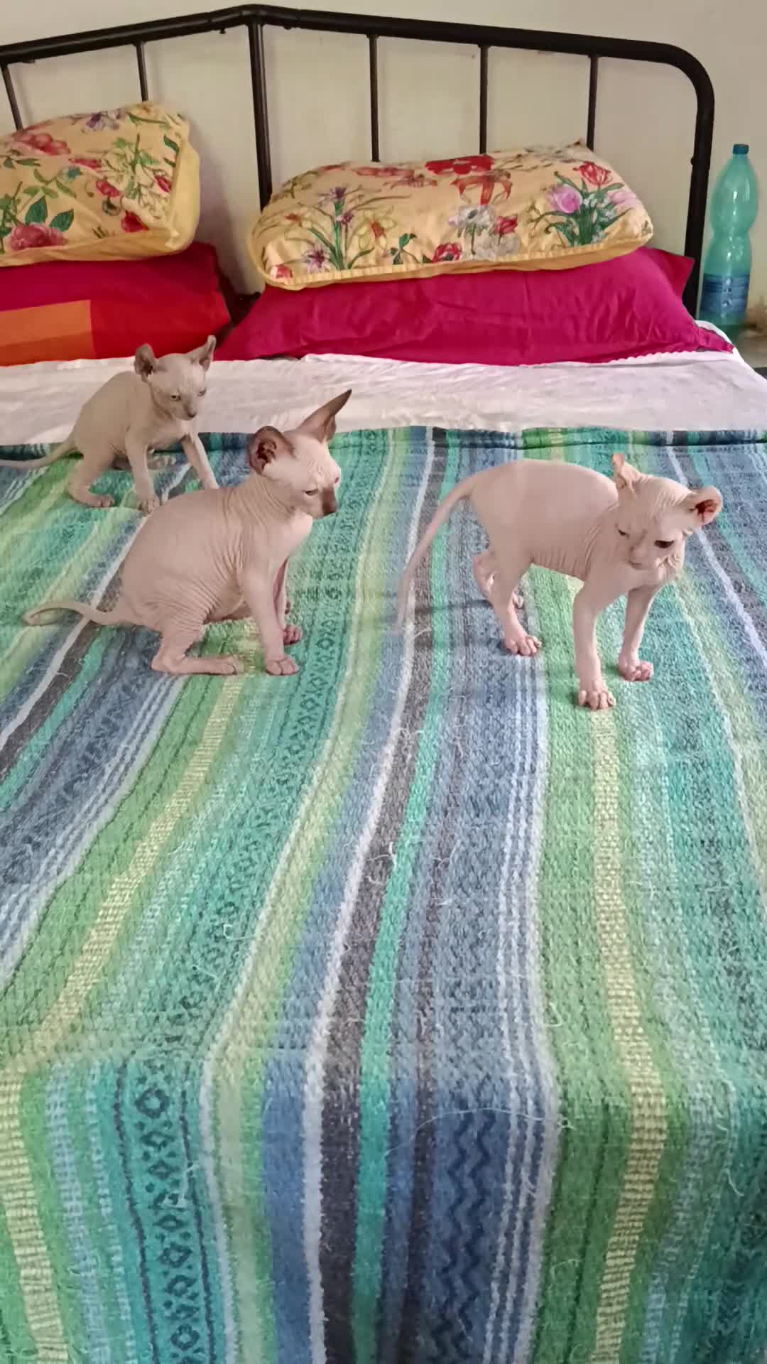 Sphynx gatti in vendita: Sphynx elf - Video 1